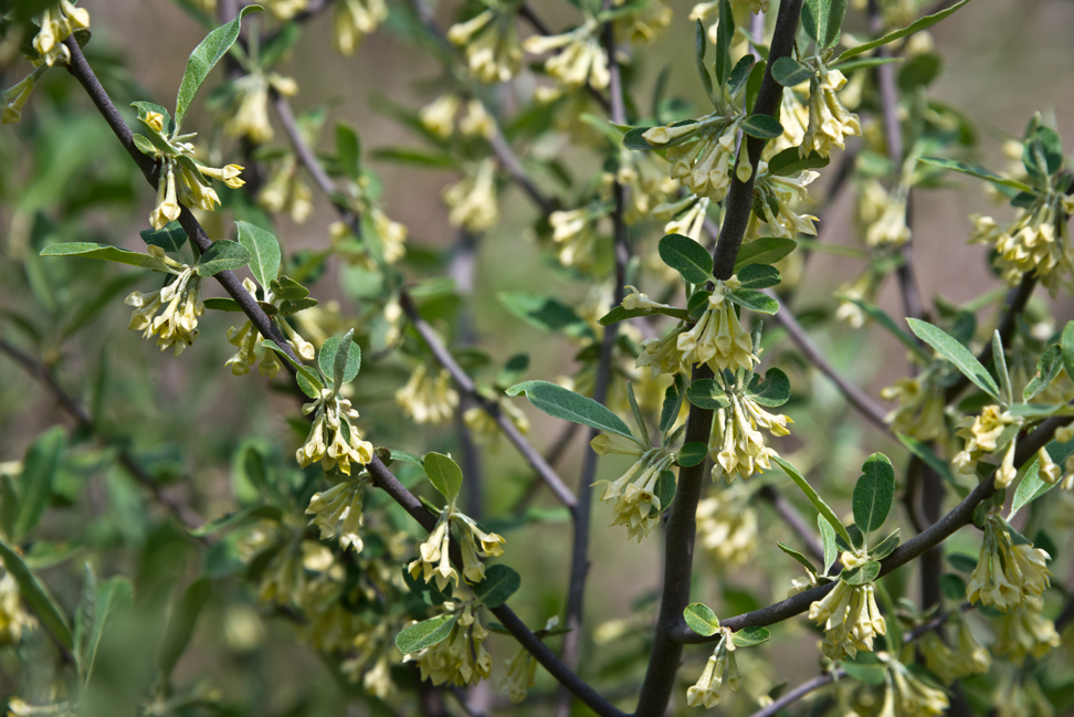 Group Russian Olive Elaeagnus 7