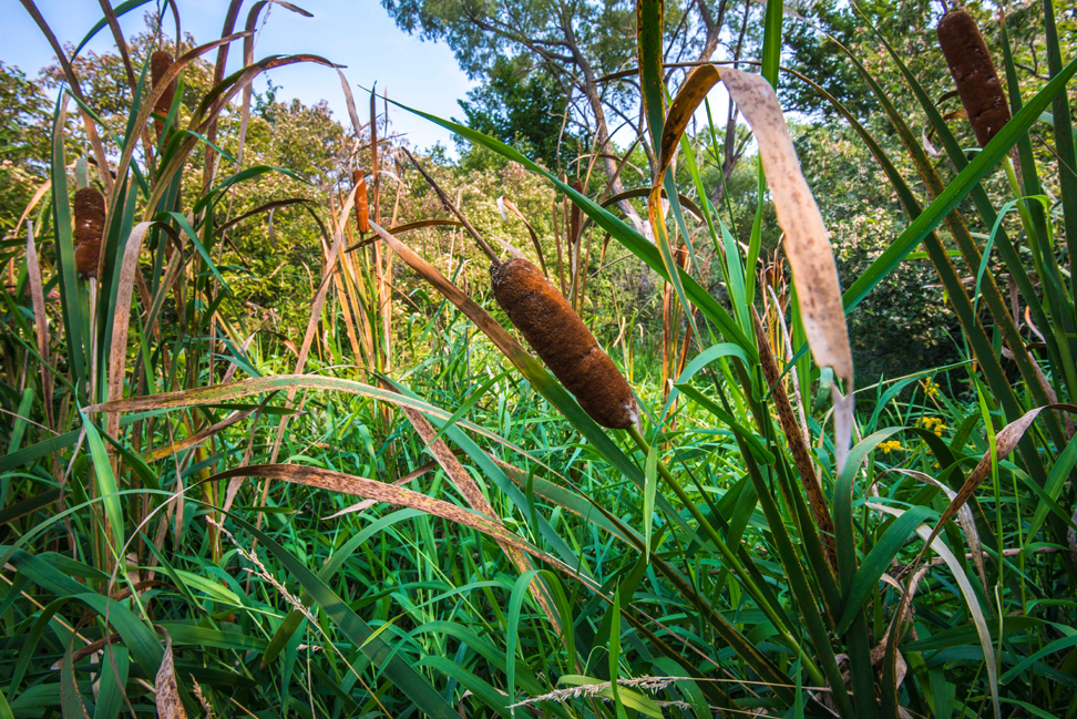 Cattails in the West Draw – Nine Mile Prairie